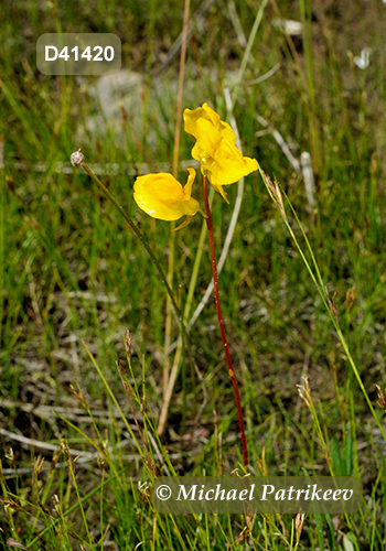 Horned Bladderwort (Utricularia cornuta)